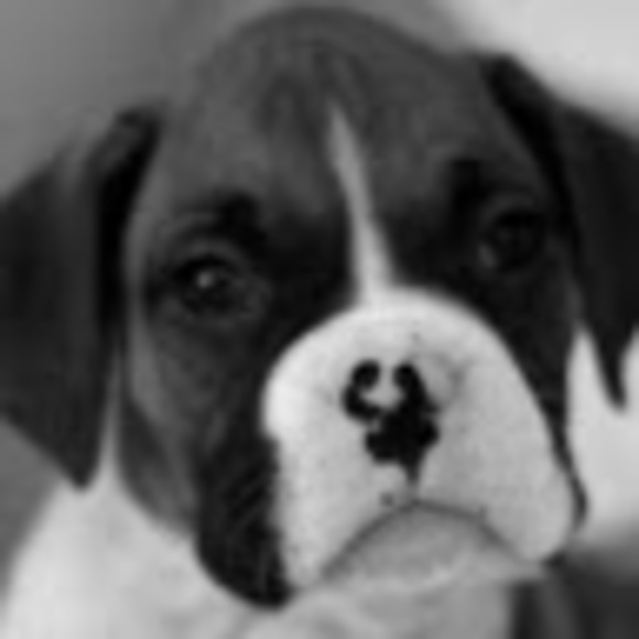 Meet your Posher, Devyn - Picture 1 of 1